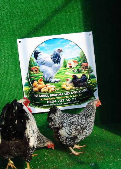 Silver Wyandotte Kuluçkalık Yumurta