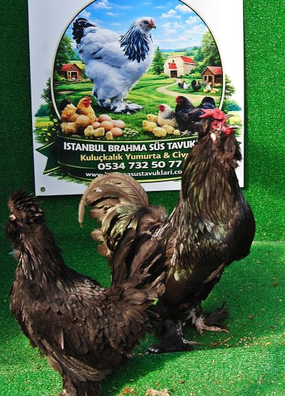Süs Tavukları Kuluçkalık Yumurta Ve Civciv l İstanbul Süs Tavukları İstanbul Süs TAVUKLARI Siyah Sultan Kuluçkalık Yumurta Civciv İstanbul