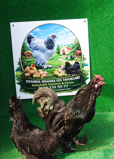 Siyah Osmanlı Sultan Kuluçkalık Yumurta