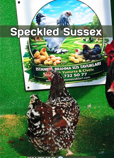 Süs Tavukları Kuluçkalık Yumurta Ve Civciv l İstanbul Süs Tavukları İstanbul Süs TAVUKLARI Speckled Sussex Kuluçkalık Yumurta Civciv İstanbul