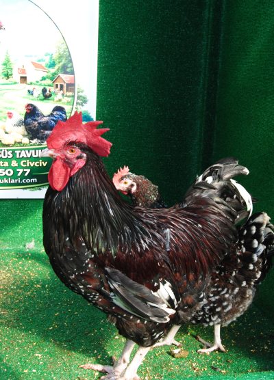 Speckled Sussex Kuluçkalık Yumurta