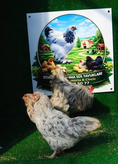 Splash Ameraucana Kuluçkalık Yumurta