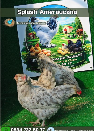 Splash Ameraucana Kuluçkalık Yumurta Civciv İstanbul