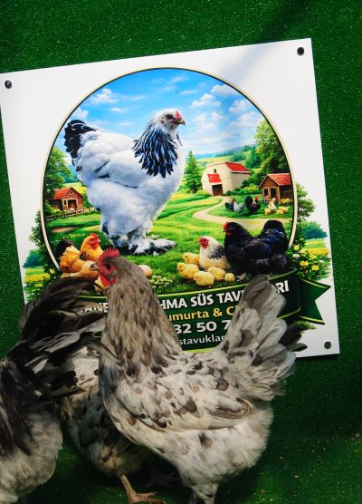 Splash Australorp Kuluçkalık Yumurta