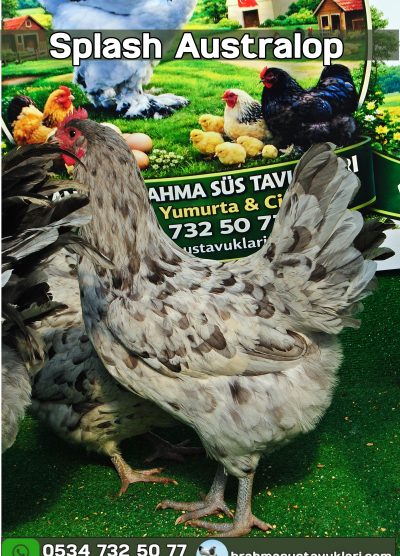 Süs Tavukları Kuluçkalık Yumurta Ve Civciv l İstanbul Süs Tavukları İstanbul Süs TAVUKLARI Splash Australop Kuluçkalık Yumurta Civciv İstanbul