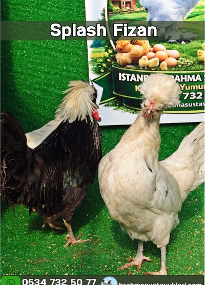 Splash Fizan Kuluçkalık Yumurta Civciv İstanbul