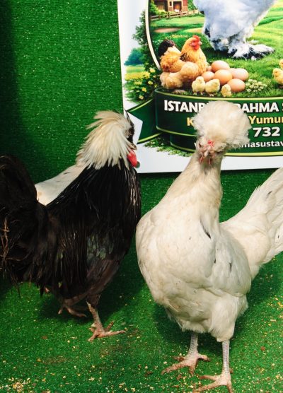 Splash Fizan Kuluçkalık Yumurta