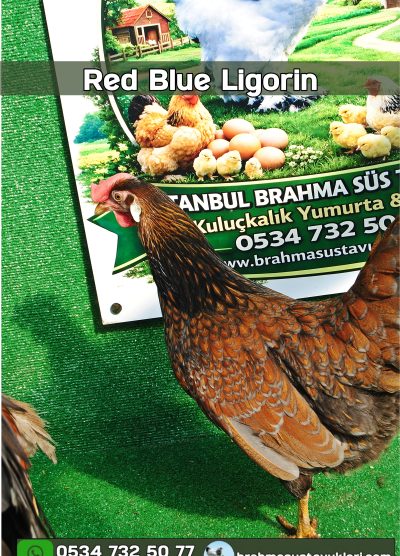 Süs Tavukları Kuluçkalık Yumurta Ve Civciv l İstanbul Süs Tavukları İstanbul Süs TAVUKLARI Splash Red Blue Ligorin Kuluçkalık Yumurta Civciv İstanbul