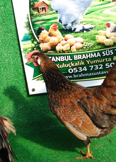 Red Blue Ligorin Kuluçkalık Yumurta