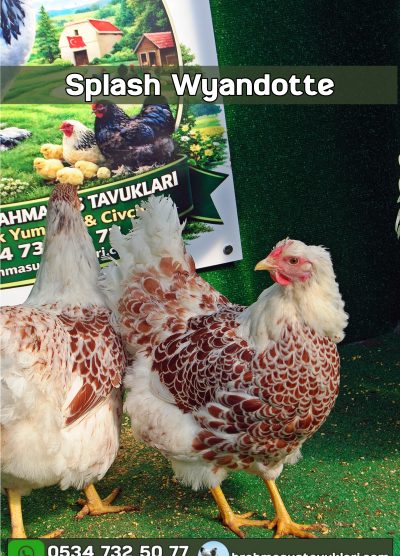 Splash Wyandotte Kuluçkalık Yumurta