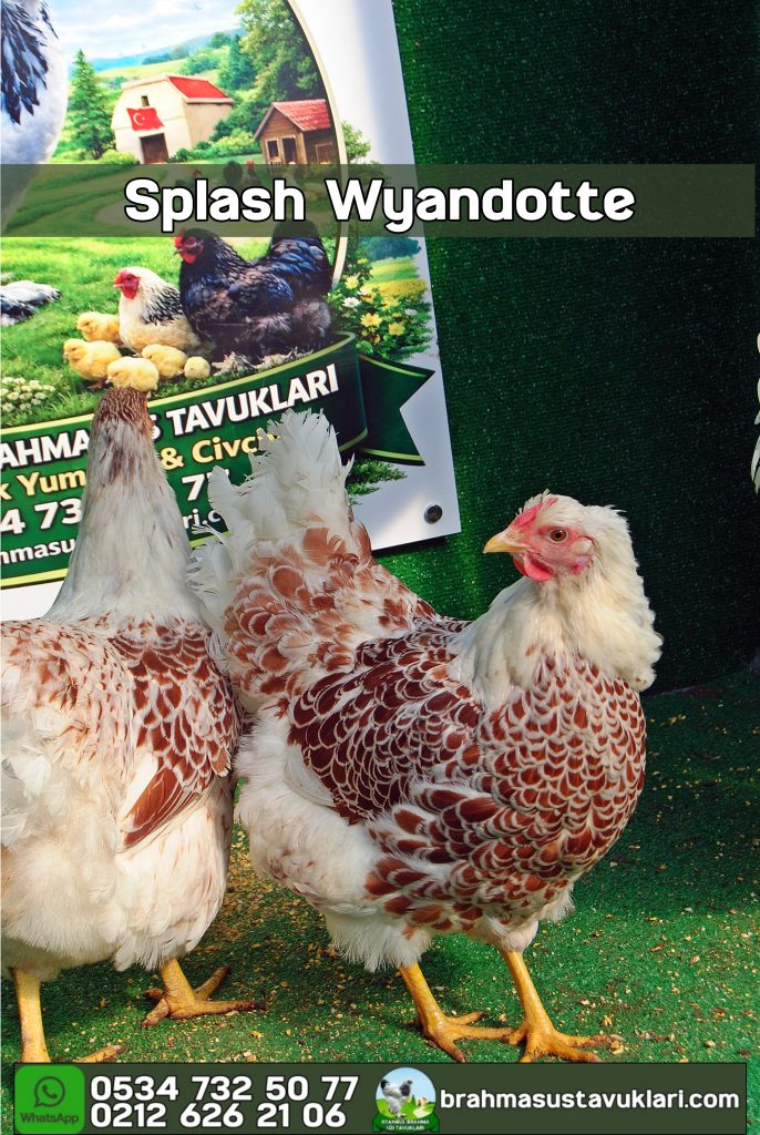 Splash Wyandotte Tavuk Özellikleri İstanbul Süs TAVUKLARI Splash Wyandotte Tavuk Özellikleri