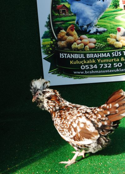 Toulbant Fizan Kuluçkalık Yumurta