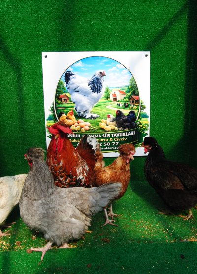 Trabzon Gugullusu Kuluçkalık Yumurta Civciv İstanbul