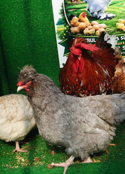 Trabzon Gugullusu Kuluçkalık Yumurta Civciv İstanbul