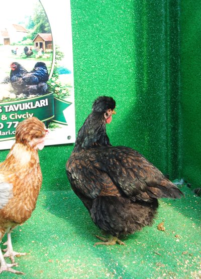 Trabzon Gugullusu Kuluçkalık Yumurta Civciv İstanbul