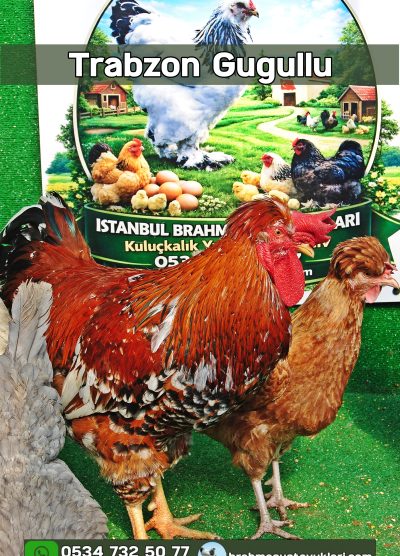 Süs Tavukları Kuluçkalık Yumurta Ve Civciv l İstanbul Süs Tavukları İstanbul Süs TAVUKLARI Trabzon Gugullusu Kuluçkalık Yumurta Civciv İstanbul