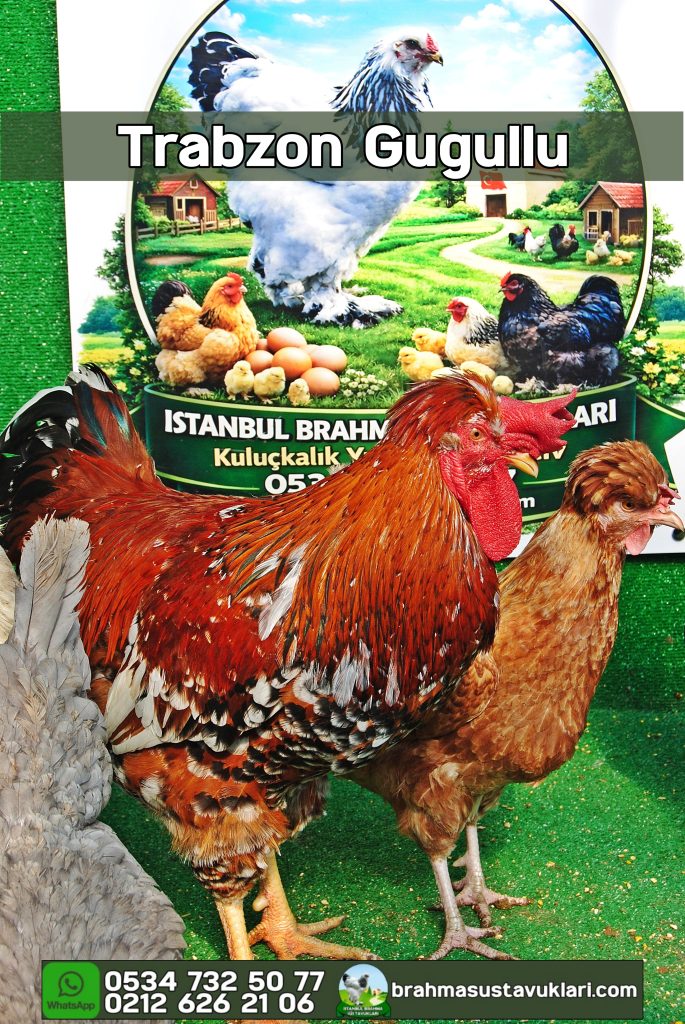 Trabzon Gugullusu Kuluçkalık Yumurta