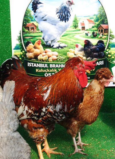 Trabzon Gugullusu Kuluçkalık Yumurta