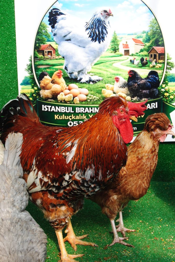 Trabzon Gugullusu Kuluçkalık Yumurta