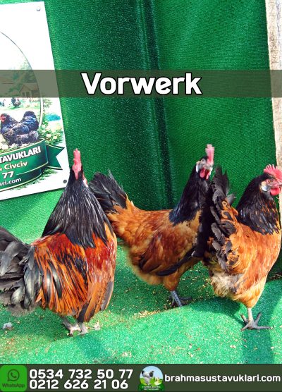 Vorwerk Kuluçkalık Yumurta Civciv İstanbul
