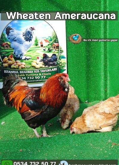 Süs Tavukları Kuluçkalık Yumurta Ve Civciv l İstanbul Süs Tavukları İstanbul Süs TAVUKLARI Whaten Ameraucana Kuluçkalık Yumurta Civciv İstanbul