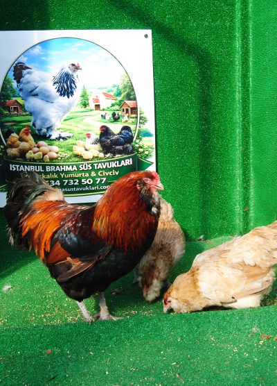 Wheaten Ameraucana Kuluçkalık Yumurta