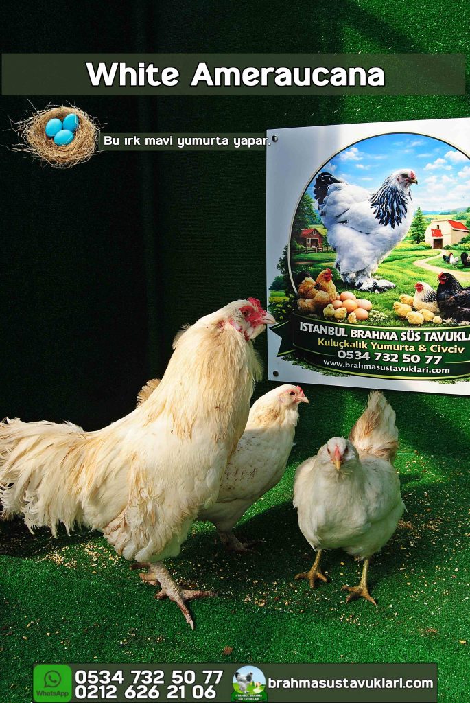 White Ameraucana Kuluçkalık Yumurta