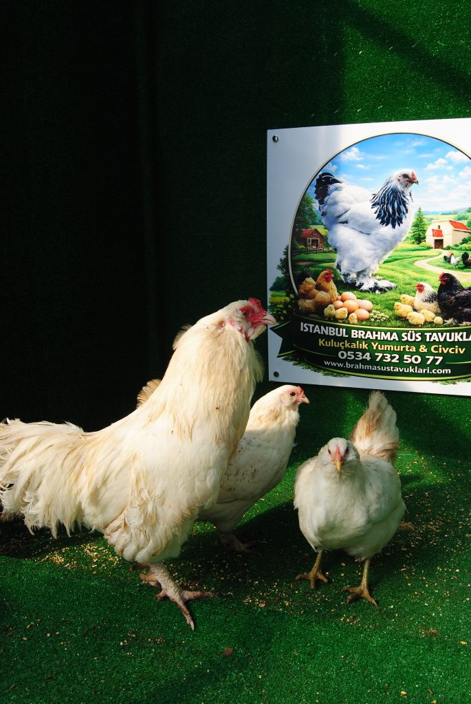 White Ameraucana Kuluçkalık Yumurta