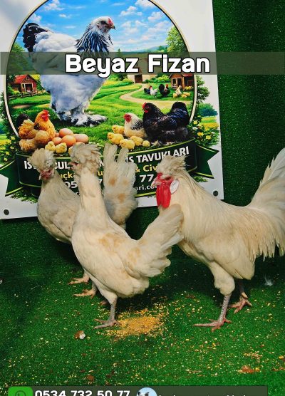 White Fizan Kuluçkalık Yumurta Civciv İstanbul