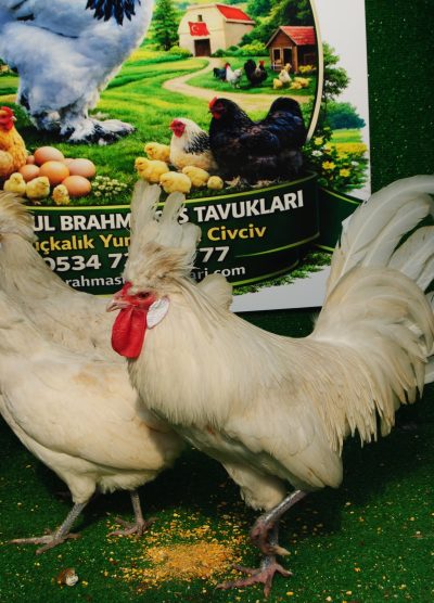 White Fizan Kuluçkalık Yumurta