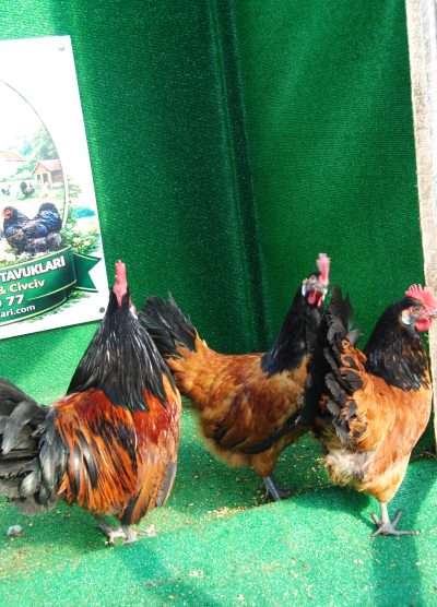 Vorwerk Kuluçkalık Yumurta