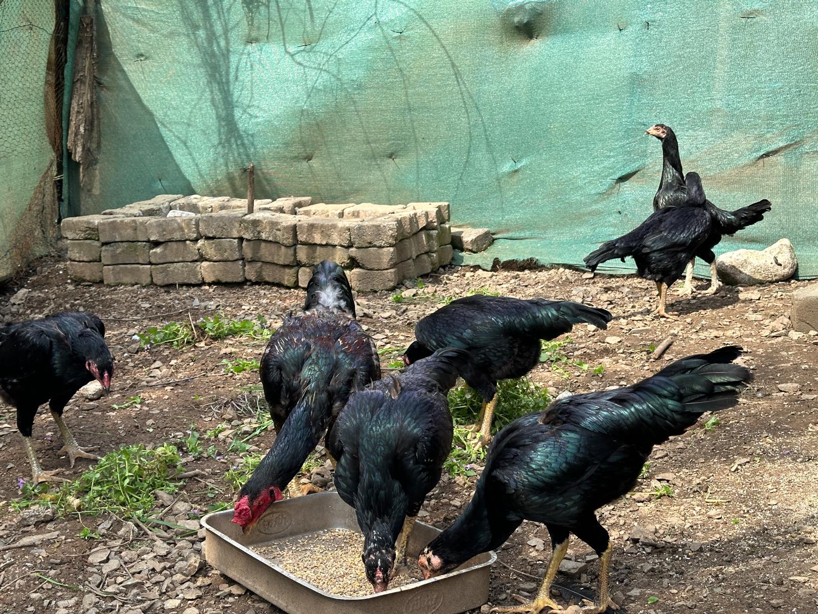 Hint Tavuğu Kuluçkalık Yumurta İstanbul Süs TAVUKLARI Hint Tavuğu Kuluçkalık Yumurta - Görsel 4