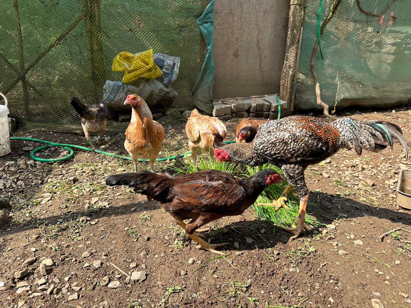 Hint Tavuğu Kuluçkalık Yumurta İstanbul Süs TAVUKLARI Hint Tavuğu Kuluçkalık Yumurta - Görsel 5