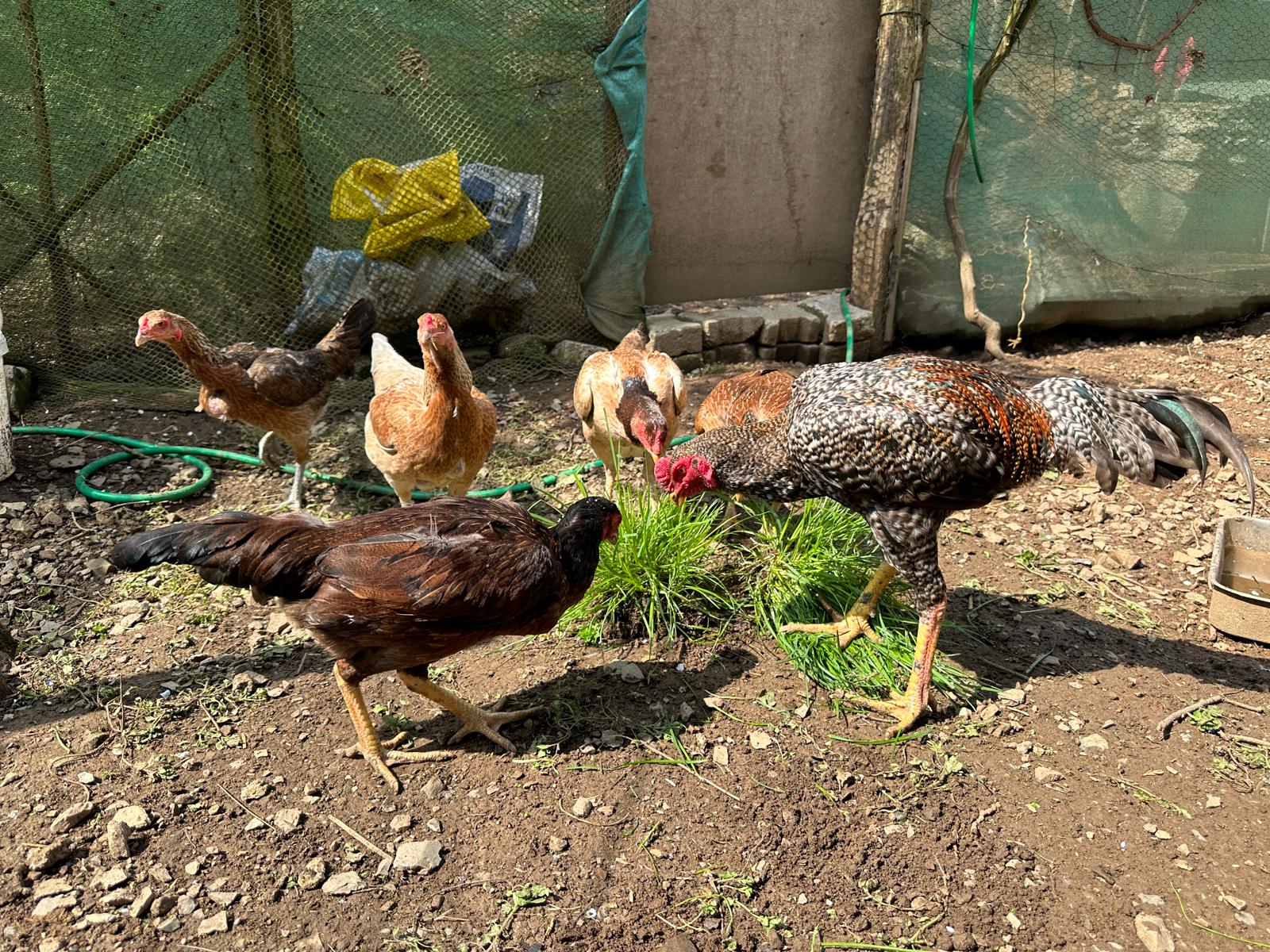 Hint Tavuğu Kuluçkalık Yumurta İstanbul Süs TAVUKLARI Hint Tavuğu Kuluçkalık Yumurta - Görsel 2