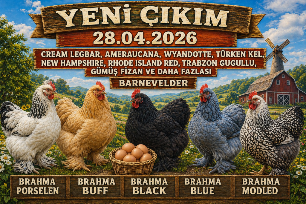 Kuluçkalık Yumurta