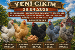 Kuluçkalık Yumurta