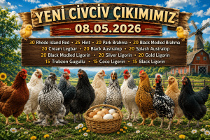 Kuluçkalık Yumurta