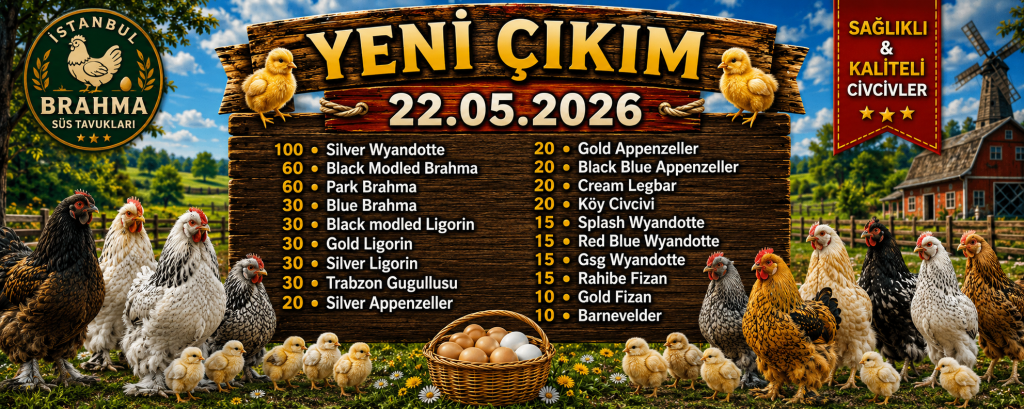 Yeni Civciv Çıkımı 22.05.2026 - Brahma Civciv Çeşitleri İstanbul Süs TAVUKLARI Kuluçkalık Yumurta