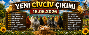 Kuluçkalık Yumurta
